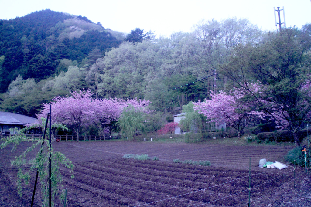 桜満開です