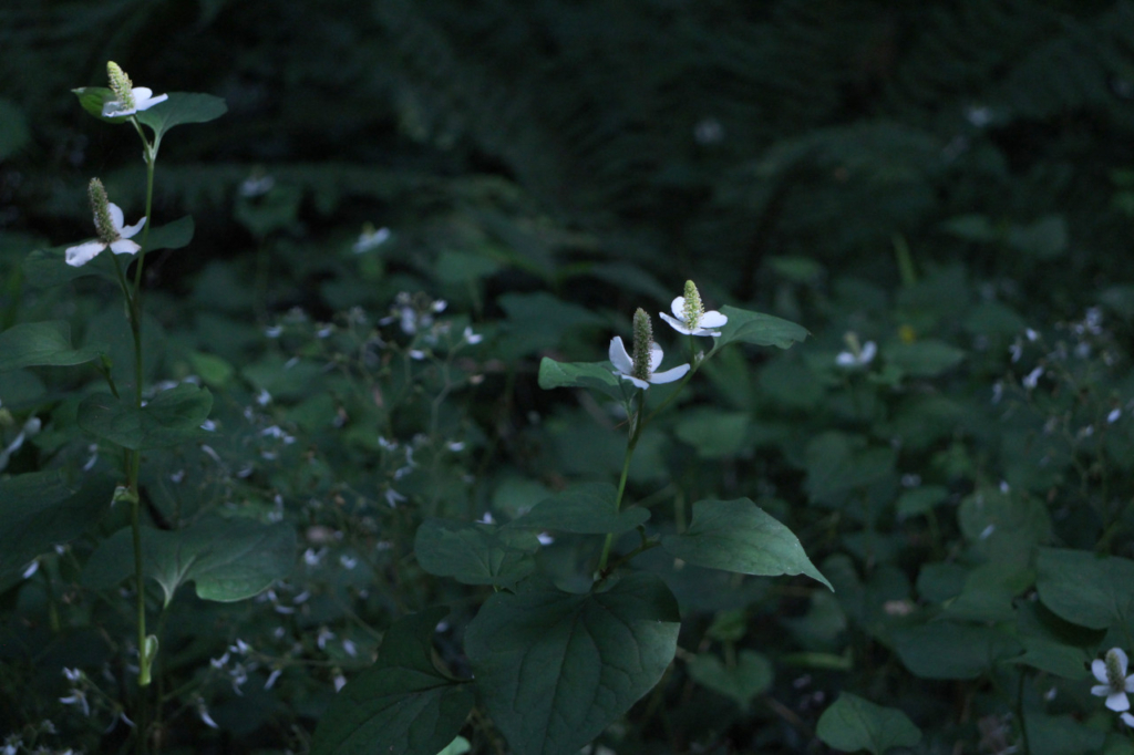 ハイキング道の花