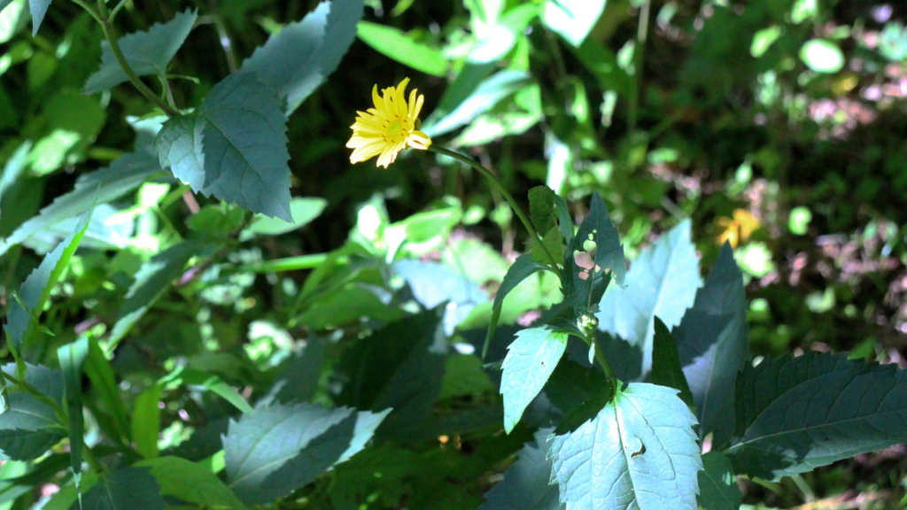 ハイキング道の花