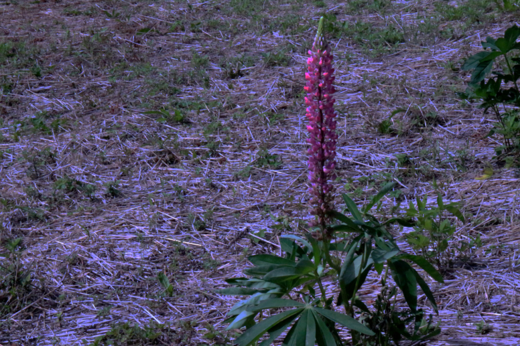 ハイキング道の花