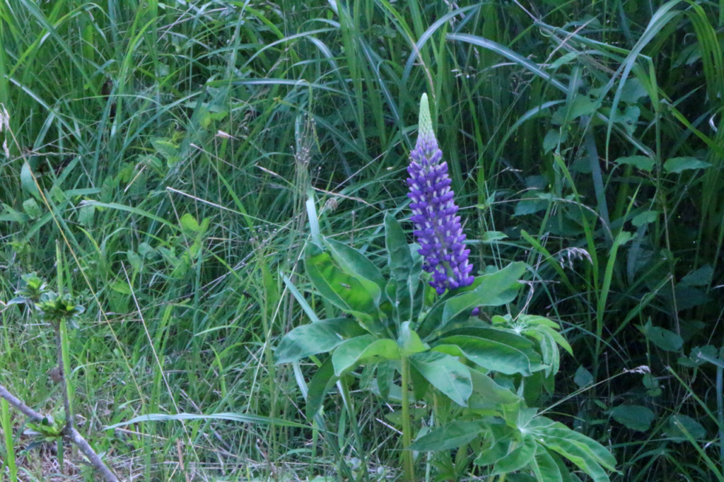 ハイキング道の花