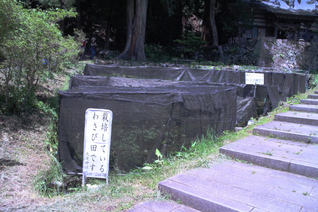 神社のワサビ田