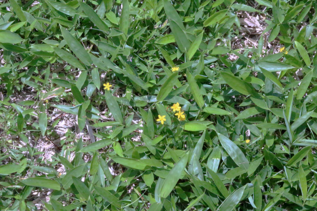 木道沿いの花