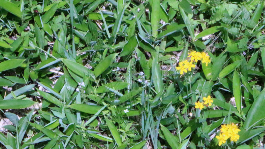 鏡池近くの花