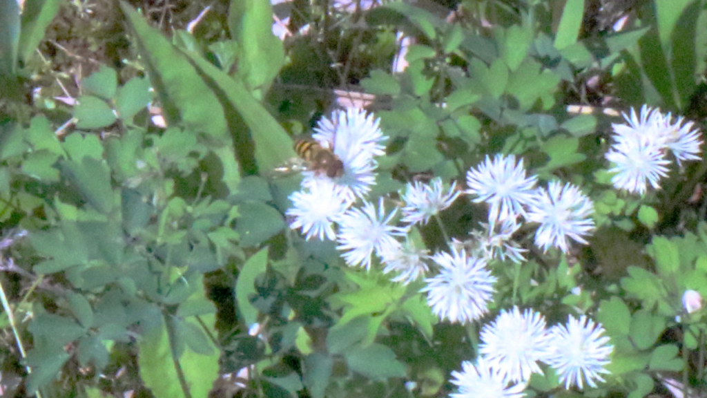 鏡池近くの花