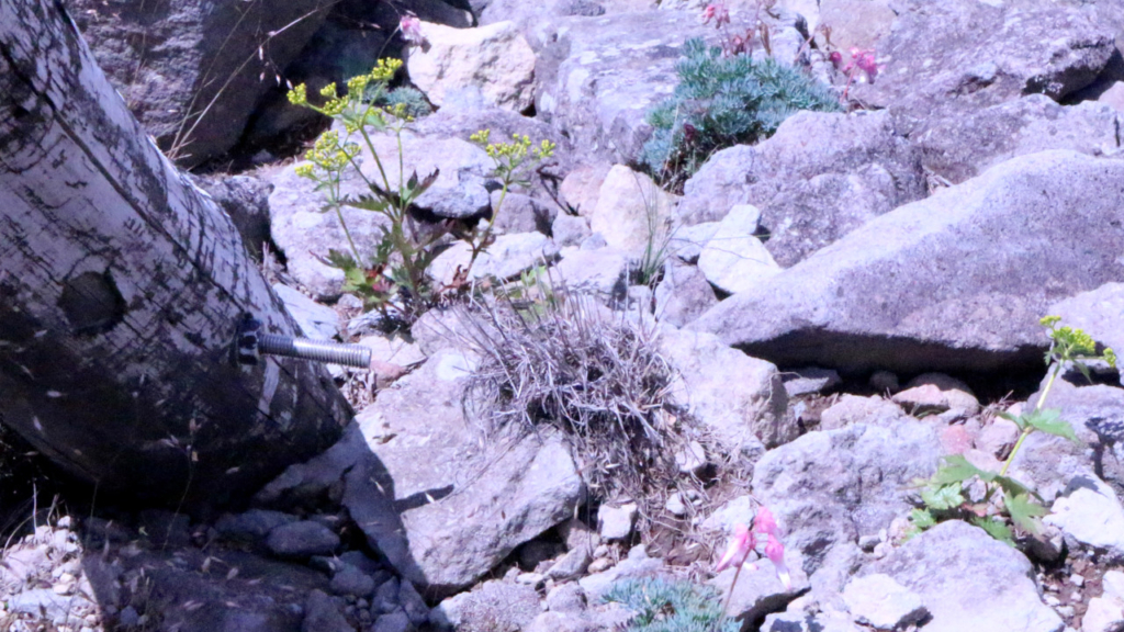 三方ヶ峰の花たち