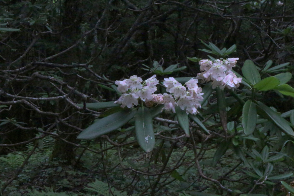 遊歩道の花