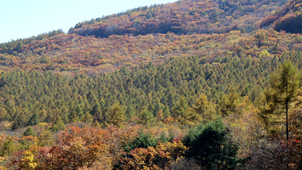 八ヶ嶺橋から