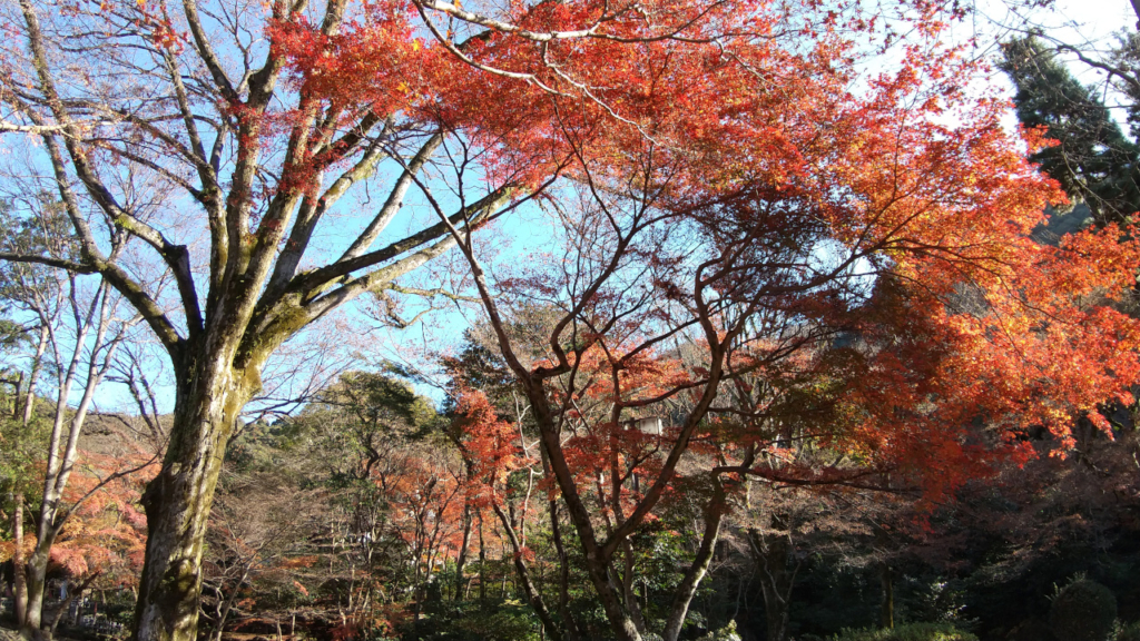 岐阜公園の紅葉