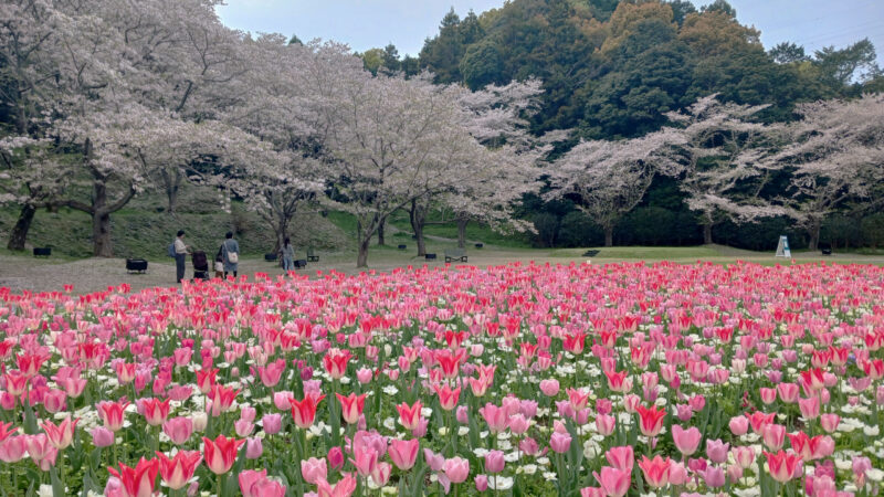 はままつフラワーパーク桜とチューリップ１