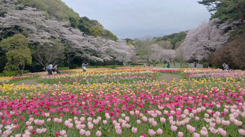 はままつフラワーパーク桜とチューリップ２