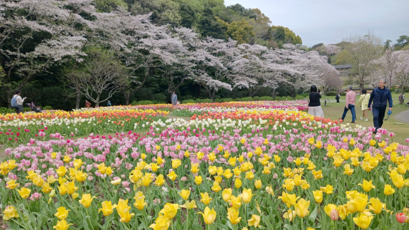 はままつフラワーパーク桜とチューリップ３