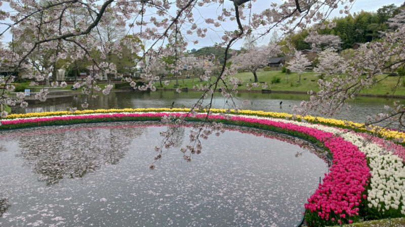 はままつフラワーパーク桜とチューリップ４