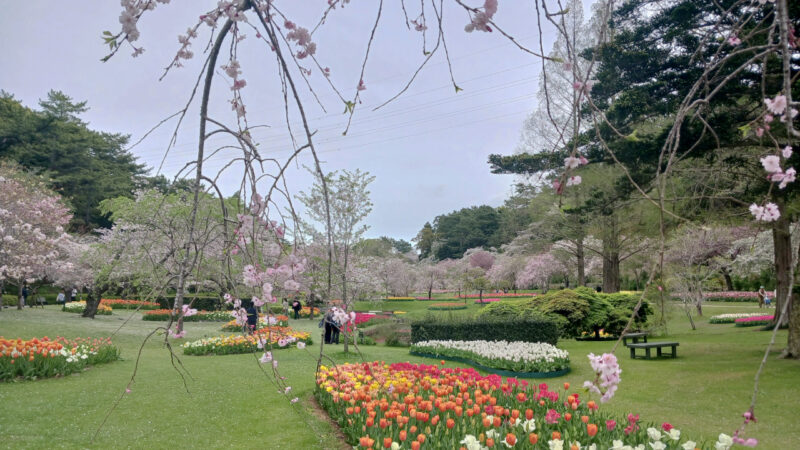 はままつフラワーパーク桜とチューリップ５