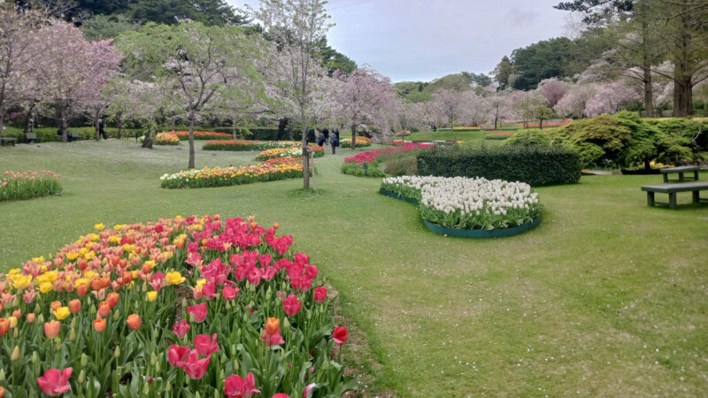 はままつフラワーパーク桜とチューリップ６