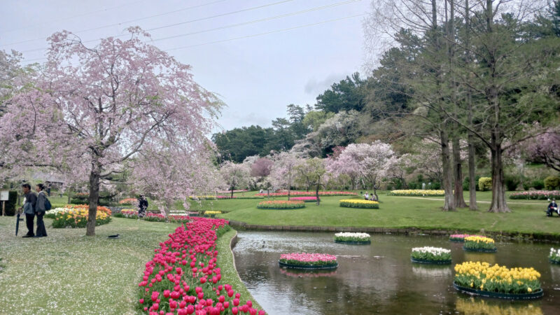 はままつフラワーパーク桜とチューリップ７