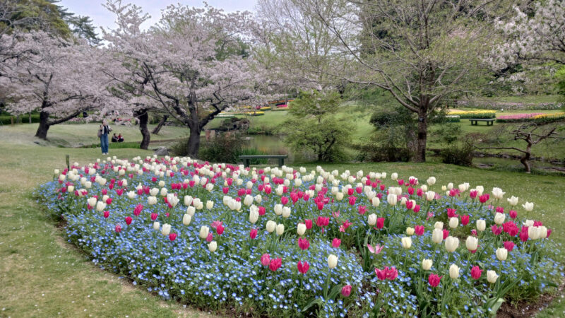 はままつフラワーパーク桜とチューリップ９