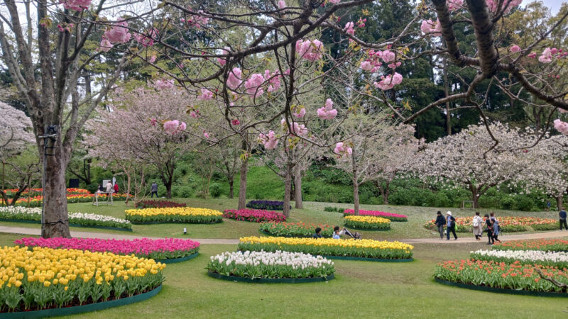 はままつフラワーパーク桜とチューリップ１０