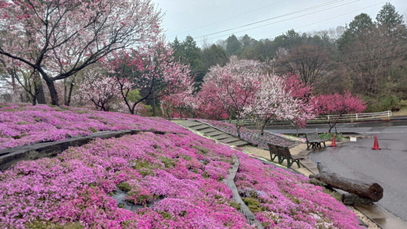 芝桜