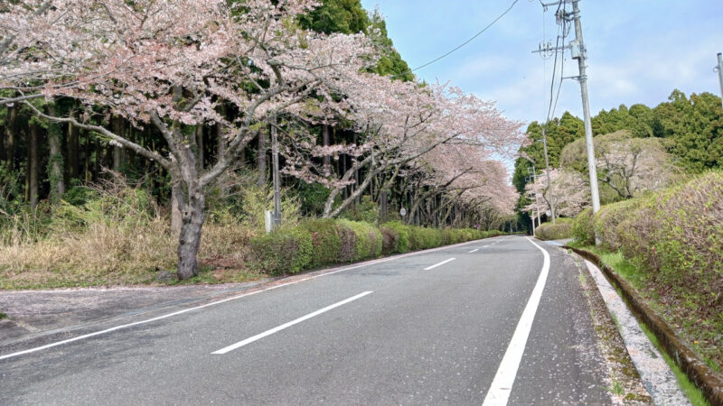 五重塔手前の桜並木