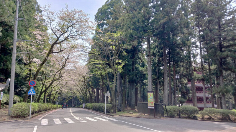 五重塔と桜