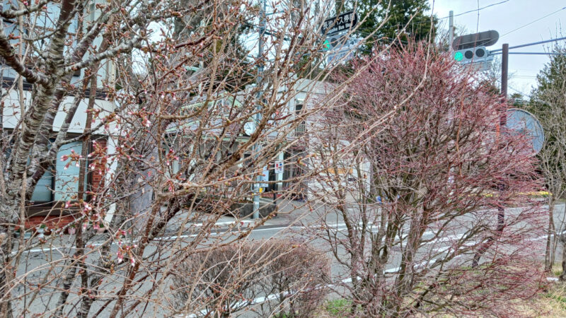 長池親水公園の桜