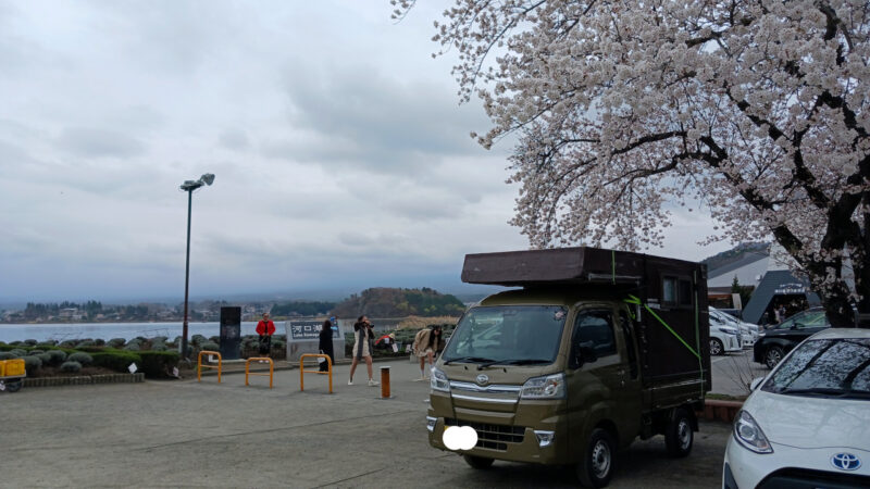 大石公園桜