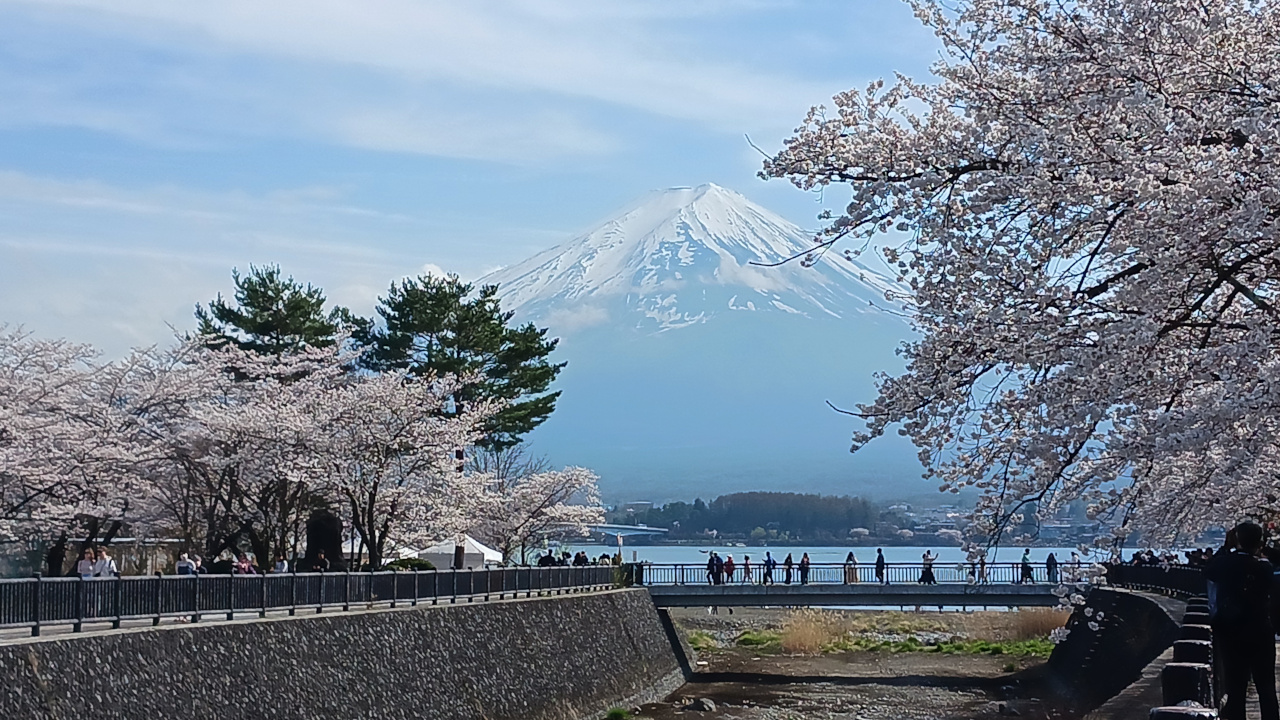 河口湖さくやはしと富士山