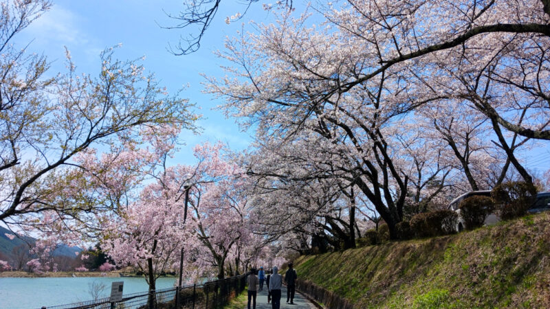 荒神山スポーツ公園の桜