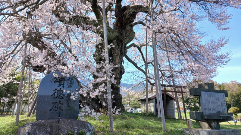 中曽根のエドヒガン