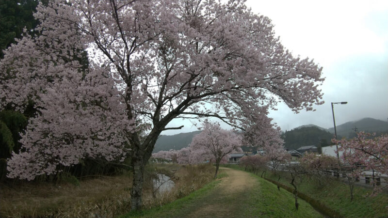 名倉川沿いのさくら１