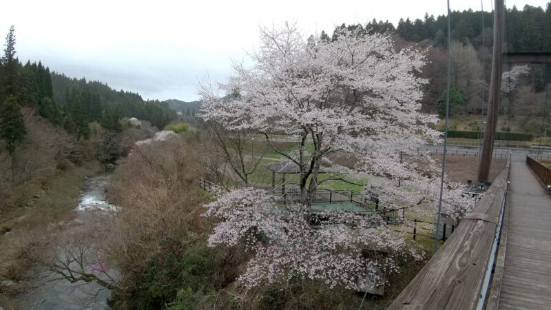 大井平公園の桜１