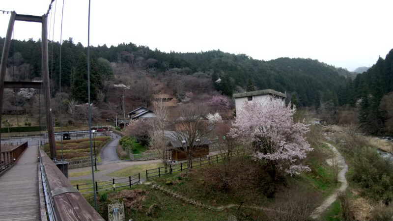 大井平公園の桜２