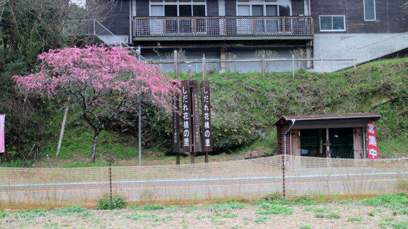 しだれ花桃の里