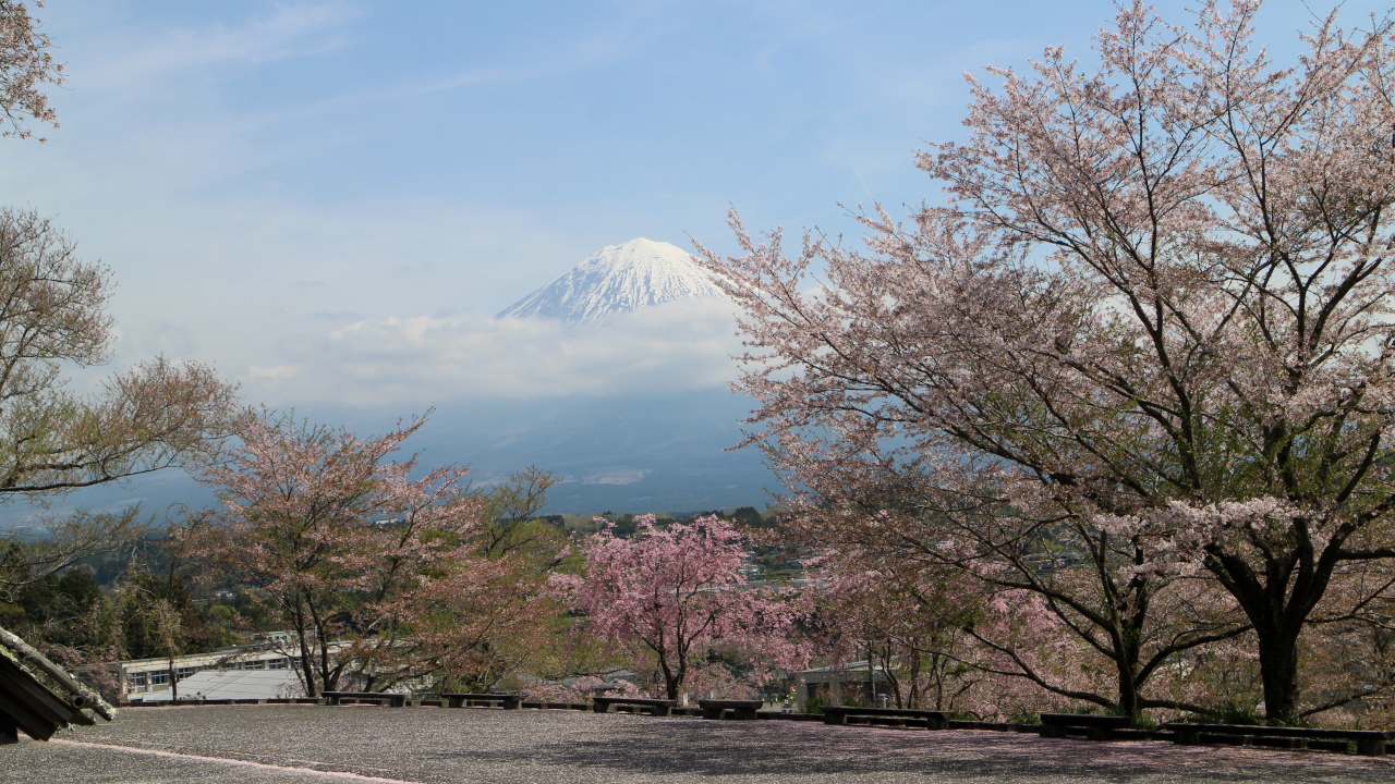 桜と富士山