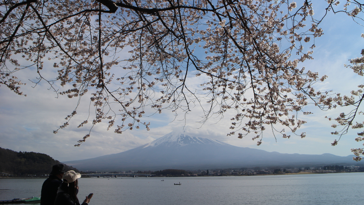 桜と富士山河口湖