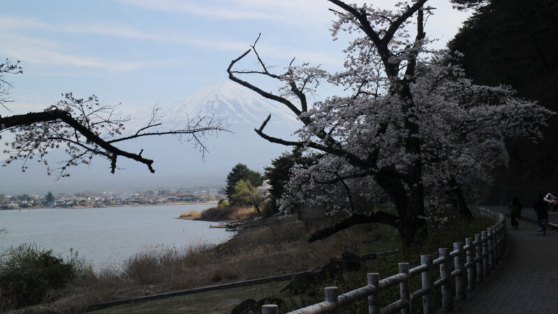 大石公園と円形ホールとの中間地の桜と富士山