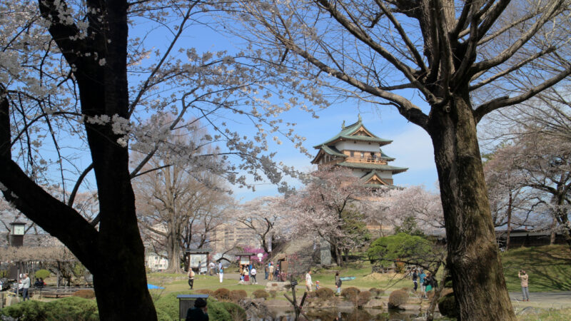 高島城と桜