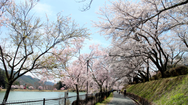 荒神山スポーツ公園の桜２