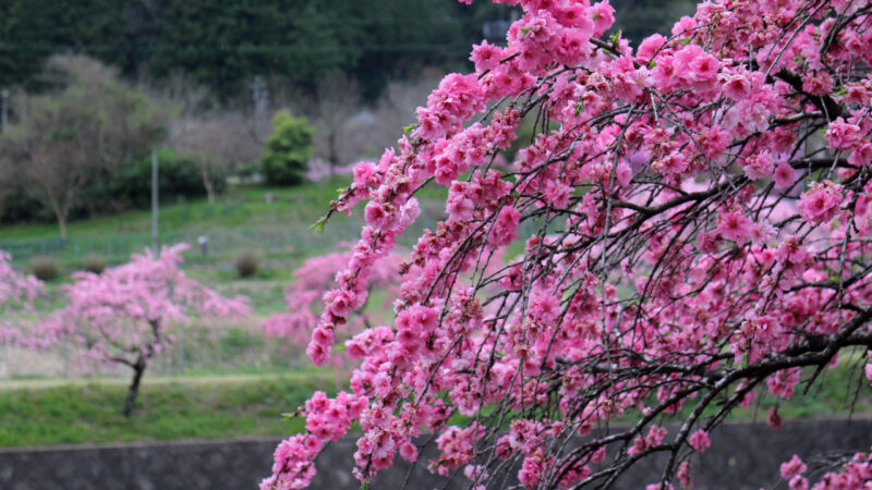 しだれ花桃１