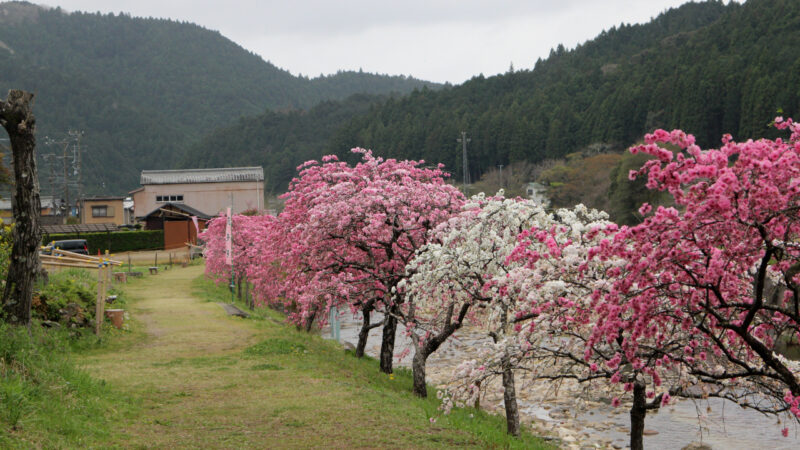 しだれ花桃２