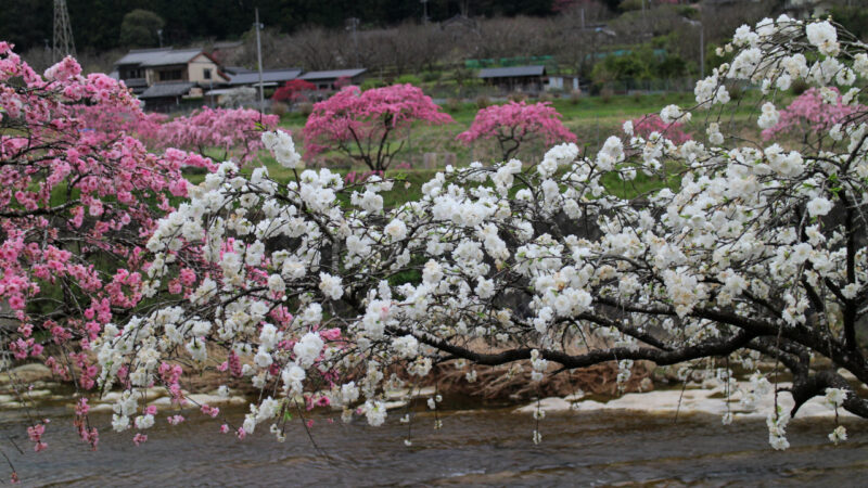 しだれ花桃３