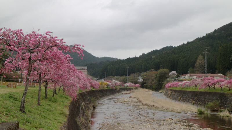 しだれ花桃４