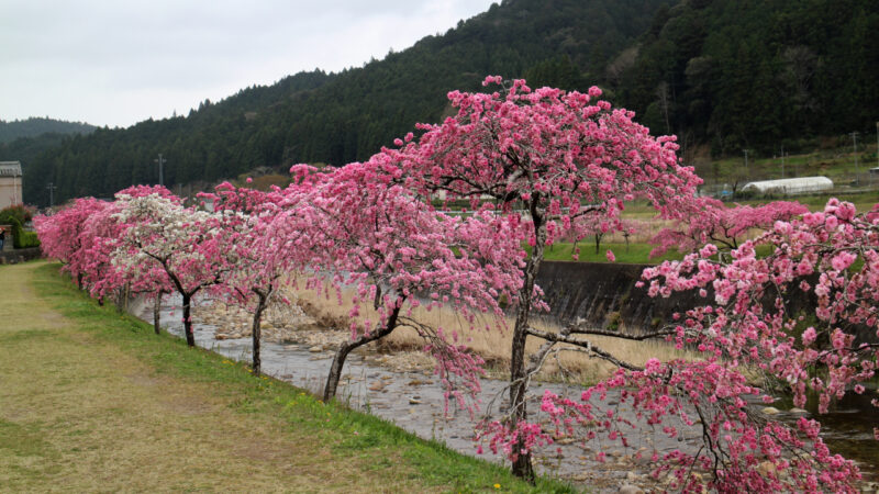 しだれ花桃６