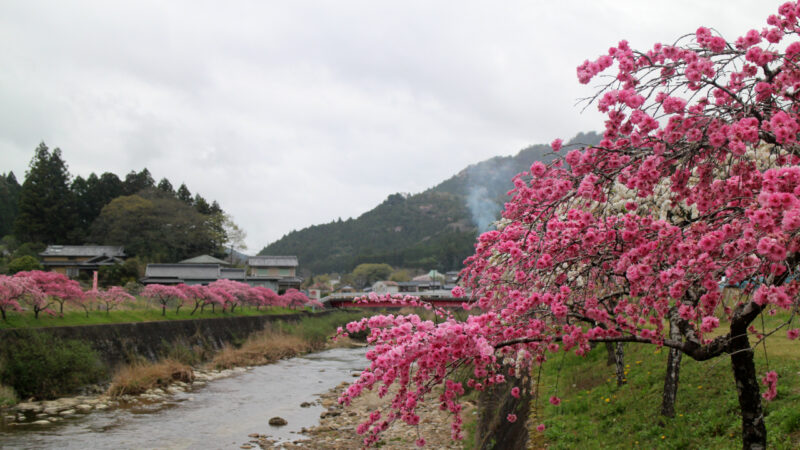 しだれ花桃７