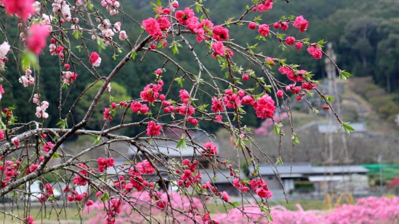 しだれ花桃８