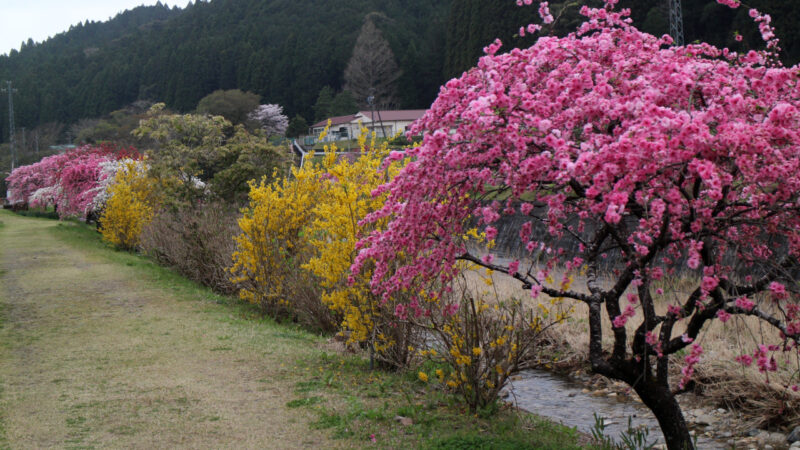 しだれ花桃９