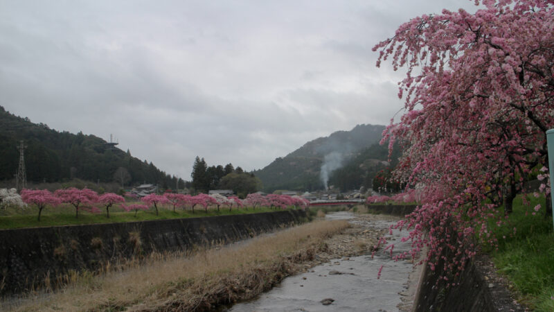 しだれ花桃１０