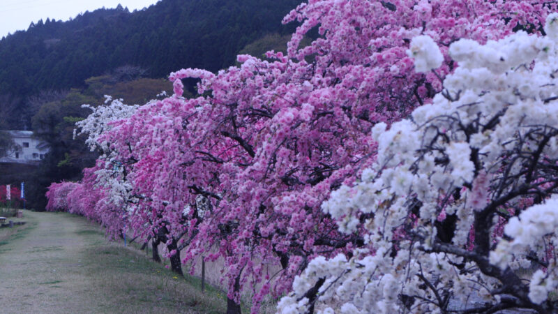 しだれ花桃１１