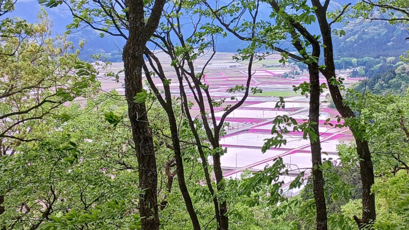 あぜの芝桜遠景